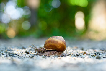 Snail up close. Burgundy snail (Helix, Roman snail, edible snail, escargot) on the surface. Beautiful bokeh in the background.