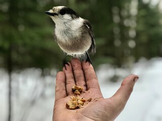 Bird in the Forest