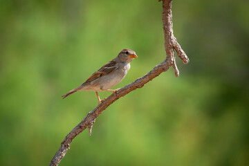 Birds