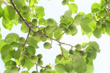 Japanese apricot and green leaves