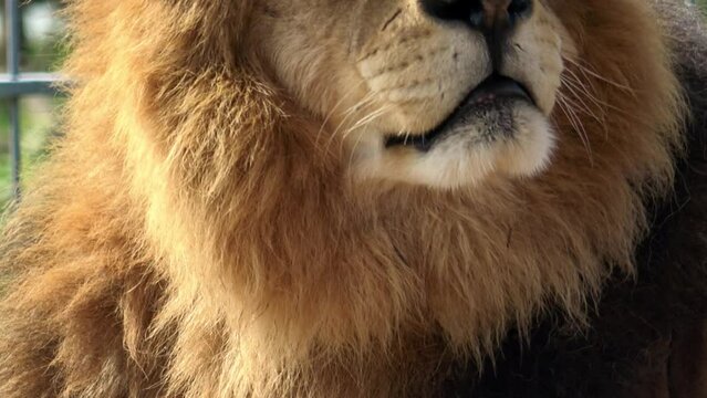 Portrait of a big male lion (Panthera leo)