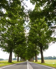 新緑のメタセコイア