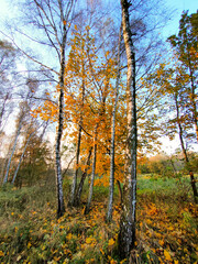 Obraz premium A look up to the sky at the canopy of trees in an autumn birch forest.