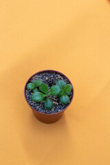 Kalanchoe pink butterflies plant in pot on yellow background. View from above. Selective focus. Picture for articles about hobbies, plants.