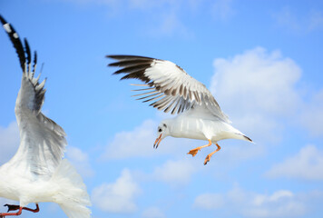 seagull in flight