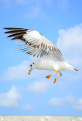 seagull in the sky