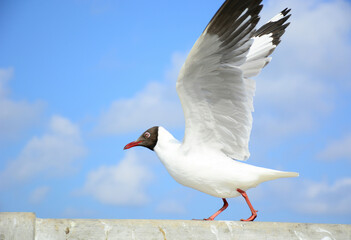 seagull on the rock