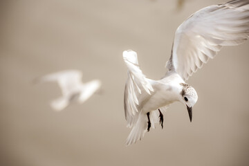 seagull in flight