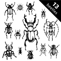 Bug species and exotic beetles icons vector collection. Various insects set with as Goliath beetle, Frog-legged, Ladybug, Hercules, Tortoise, Colorado potato, Giraffe weevil and other strange bugs