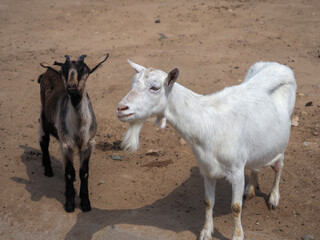 feeding animals in the zoo female hand gives an apple to a goat