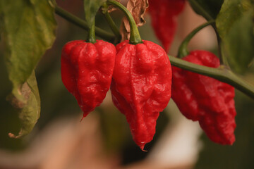 Close up of organic grown Ghost pepper or bhut jolokia at a homestead garden