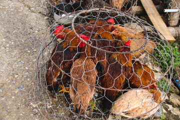 Live chickens in a cage sold in the local market in Dong van, Vietnam