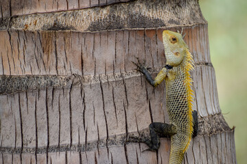The oriental garden lizard, eastern garden lizard, bloodsucker or changeable lizard (Calotes versicolor) is an agamid lizard 