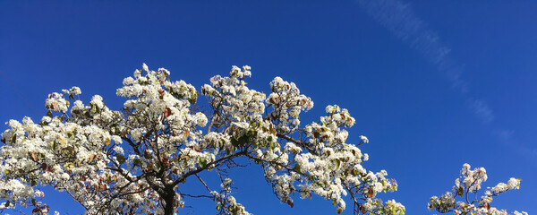 Blossoms of the Evergreen Pear Pyrus Kawakaimii tree under blue sky 