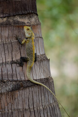 The oriental garden lizard, eastern garden lizard, bloodsucker or changeable lizard (Calotes versicolor) is an agamid lizard 