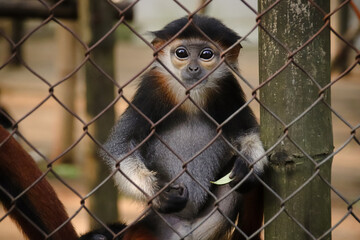 A Juvenile Red-shanked douc or Pygathrix nemaeus in the Endangered Primate Rescue Center in Ninh Binh, Vietnam