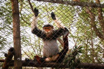 Red-shanked douc or Pygathrix nemaeus in the Endangered Primate Rescue Center in Ninh Binh, Vietnam