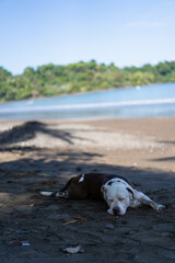 Perro estirado en Costa Rica