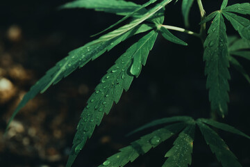 cannabis weed.It is used to treat depression and help to relax the mind. Concept of herbal alternative medicine, cbd oil, pharmaceptical industry cure various diseases.