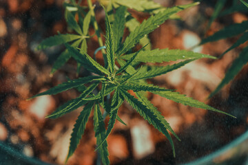 cannabis weed.It is used to treat depression and help to relax the mind. Concept of herbal alternative medicine, cbd oil, pharmaceptical industry cure various diseases.