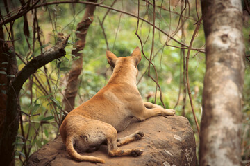 Fototapeta premium Dog Sitting on a Cliff Looking Out To A Forest View