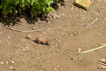 Brown rat, Rattus norvegicus, sneaking out of a hedge