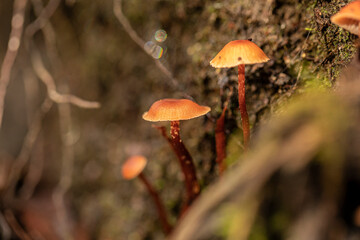 red mushroom in the forest