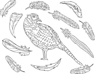 Fototapeta na wymiar Pheasant bird feathers partridge graphic illustration hand drawn coloring book for children antistress on white background separately 