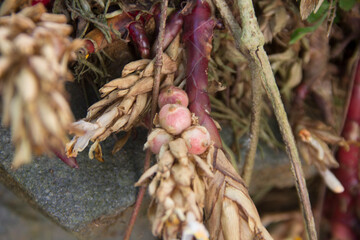 close-up of cardamom herbs