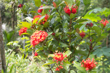 Obraz premium Ixora chinensis flower exposed to rain