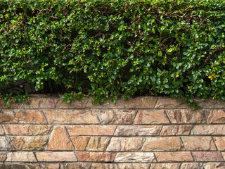 geometry stone wall background seamless. trapezoid, rhombus, parallelogram. and Eukien tea(Carmona retusa Masum), a small shrub is above.