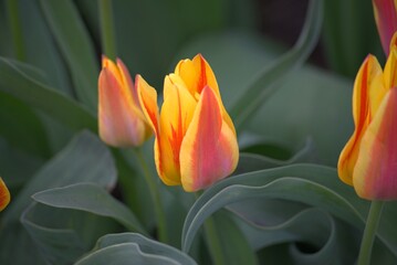 Tulips in the spring garden