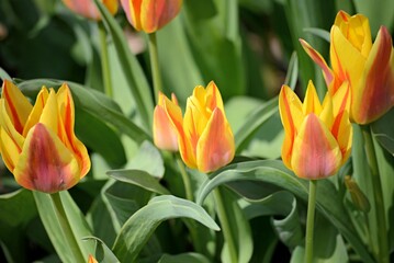 Fototapeta premium Tulips in the spring garden