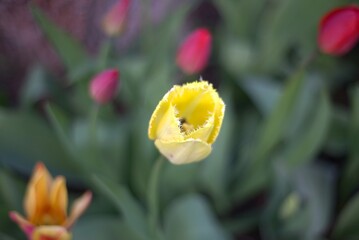Tulips in the spring garden