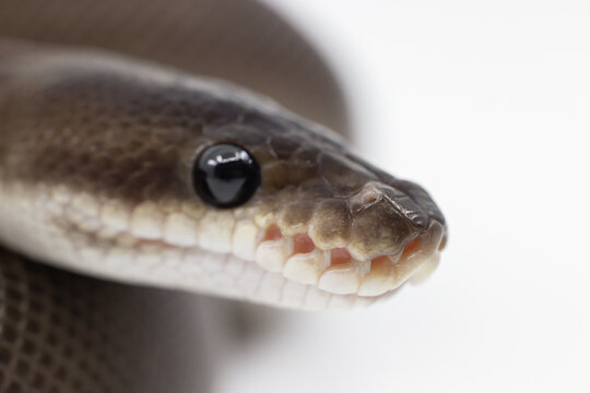 Black Pastel Cinnamon Pythons or Eightball Python Snake Labial Pit or Snake Heat Sensitive Organ