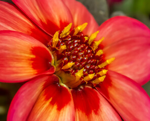 Garden Dahlia
