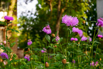 aster alpine beautiful violet-pink flower with a beautiful bud