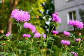 Fototapeta premium aster alpine beautiful violet-pink flower with a beautiful bud