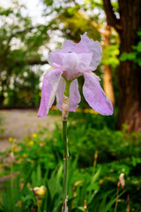 tender pink iris flowers close up in a green botanical garden