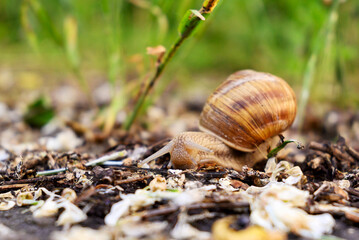 Helix pomatia, also Roman snail, Burgundy snail, edible snail