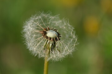 Dandelion flower head close up in nature