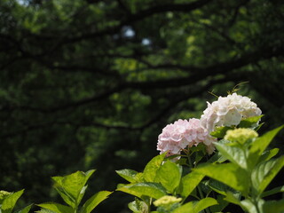 新緑と紫陽花