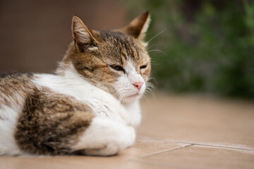 cat relaxing alone in the garden