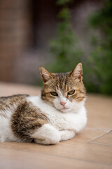 Fototapeta na wymiar cat relaxing alone in the garden