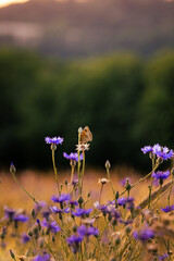 Vertical colored butterfly sitting on purple flower at sunset with negative space. (Schmetterling)