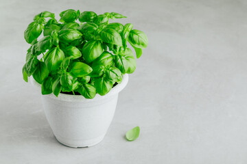 Basil. Pot with fresh green basil on gray stone concrete background.