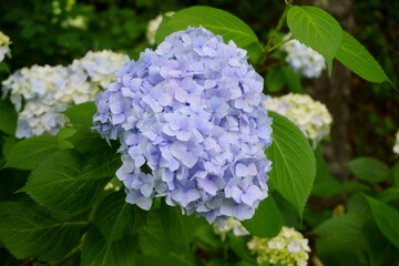 薄紫色の美しい紫陽花