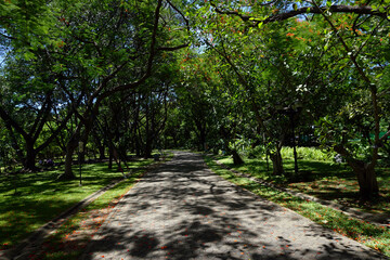 The atmosphere in the park has beautiful flowers and plants