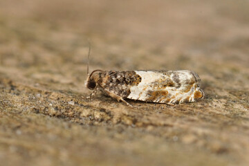 Closeup on a small Common Cloaked Shoot moth, Gypsonoma dealbana sitting on wood