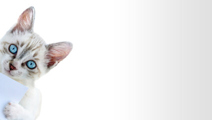 Funny striped kitten with blur eyes peeks from around corner and holds poster with copy space